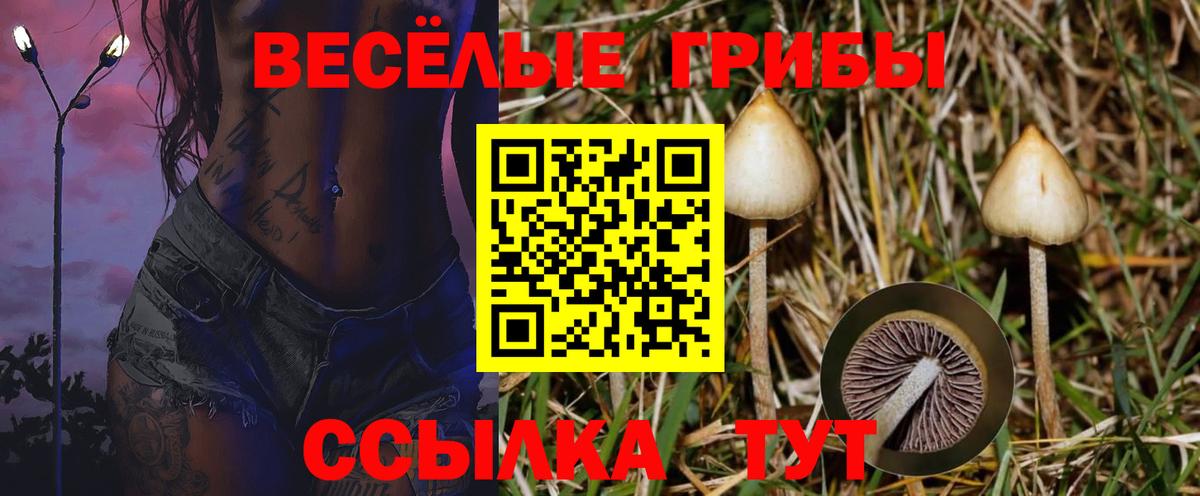 Псилоцибиновые грибы мицелий Калуга